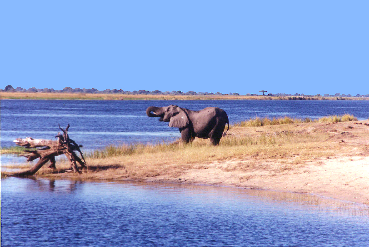 Elephant in Chobe.jpg